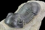 Paralejurus Trilobite - Atchana, Morocco #85546-1
